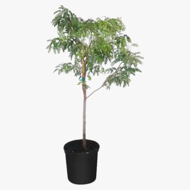 Tamarind Tree - Tamarindus Indica
